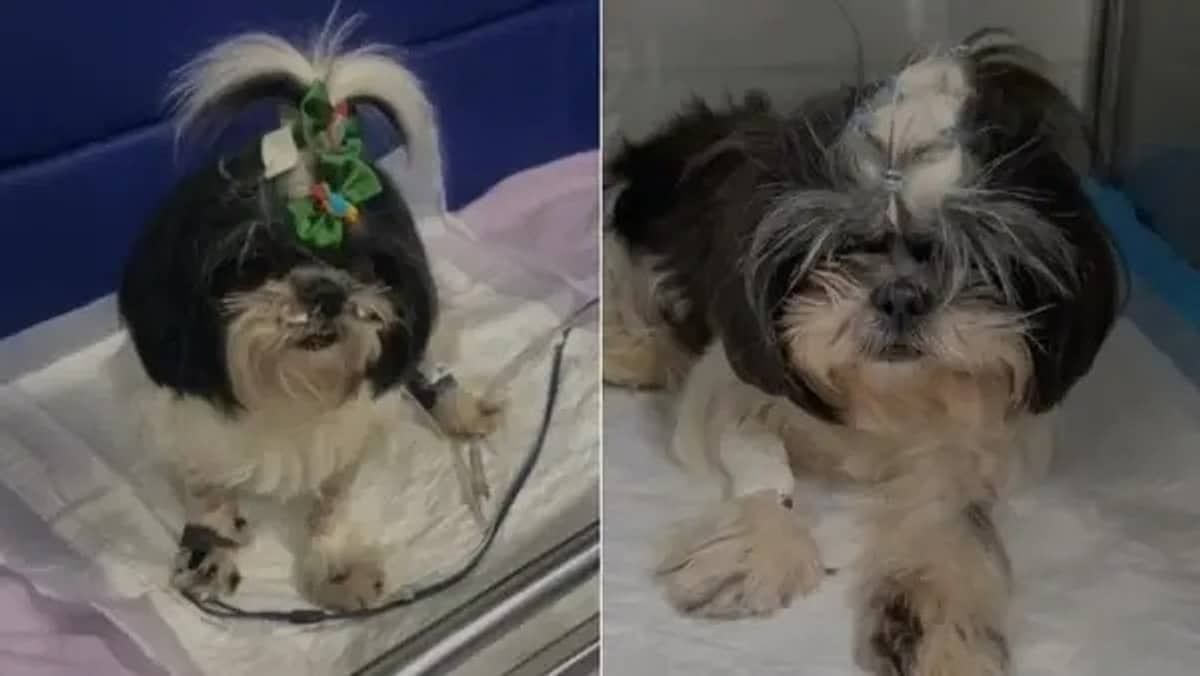 Petiscos contaminados: polícia cumpre mandados de busca e apreensão em empresas de Minas Gerais e São Paulo 