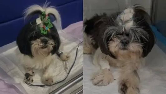 Mallu faleceu após consumir petiscos contaminados da Bassar Pet Food em BH