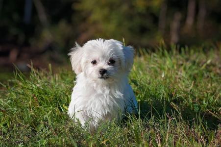 Descartado dano moral em caso de empregada doméstica ofendida por vizinho ao passear com cachorros.jpg