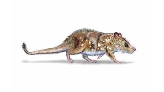 Mamífero encontrado na Patagônia