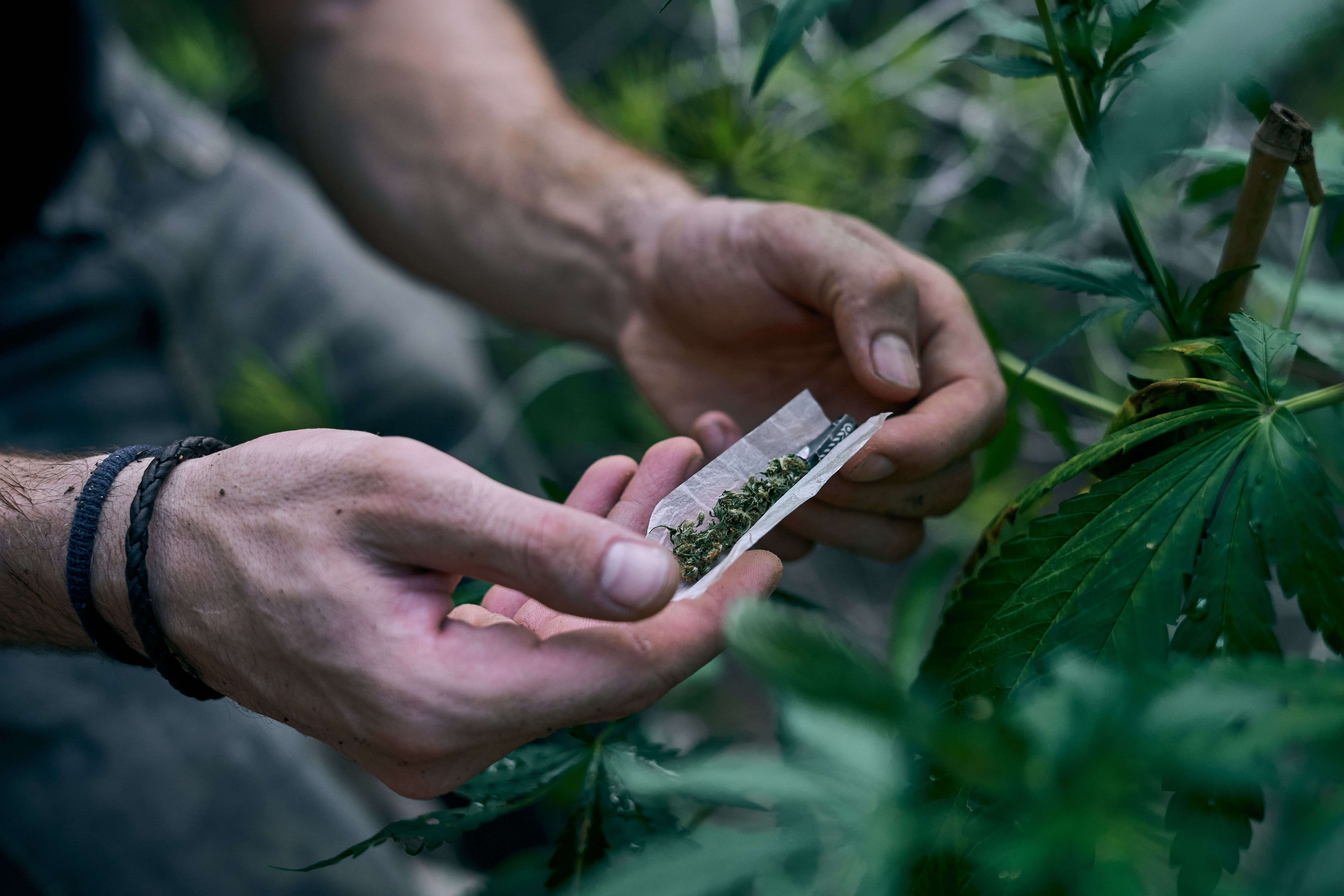 Descriminalização do porte de maconha: por que STF definiu 40 gramas como limite?
