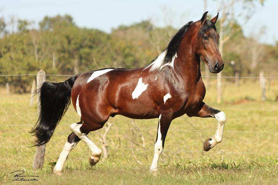 Semana do Cavalo Mangalarga é incluída no calendário oficial de eventos de Mariana