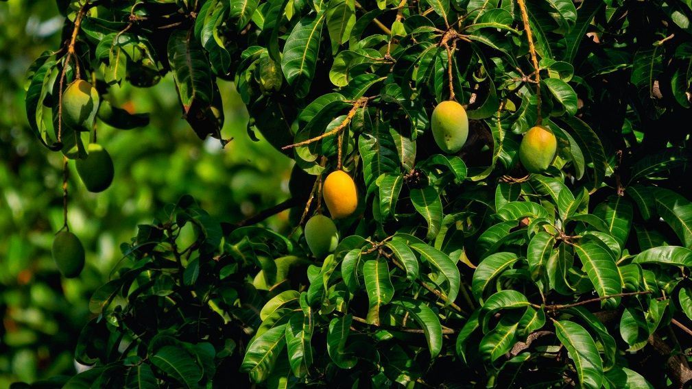 Como cultivar sua própria mangueira em casa, sem precisar de um jardim, direto no vaso