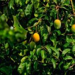 Como cultivar sua própria mangueira em casa, sem precisar de um jardim, direto no vaso