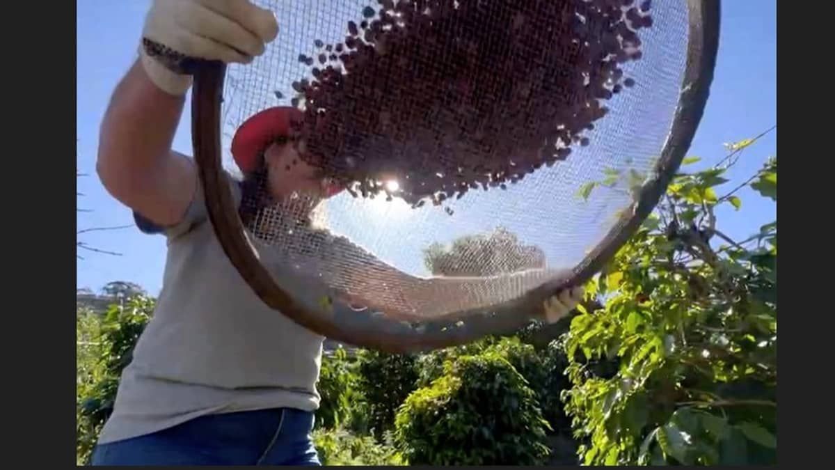Mão de obra qualificada é o principal desafio para a cafeicultura  