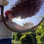 Mão de obra qualificada é o principal desafio para a cafeicultura  