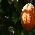 Mapa esclarece sobre vírus do Mosaico do Cacau confirmado no sul da Bahia 
