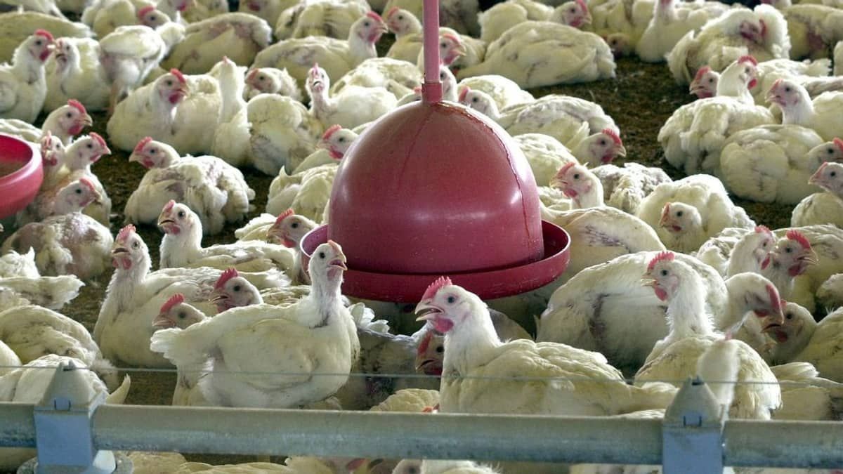 Primeira morte por gripe aviária no mundo é confirmada pela OMS  