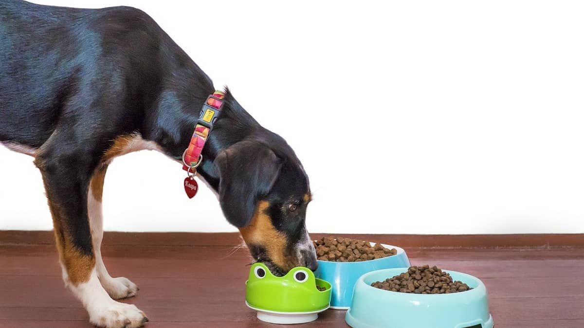 Marca de rações para animais vai ter produtos recolhidos por ‘risco à saúde’; saiba mais