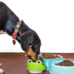 Marca de rações para animais vai ter produtos recolhidos por ‘risco à saúde’; saiba mais