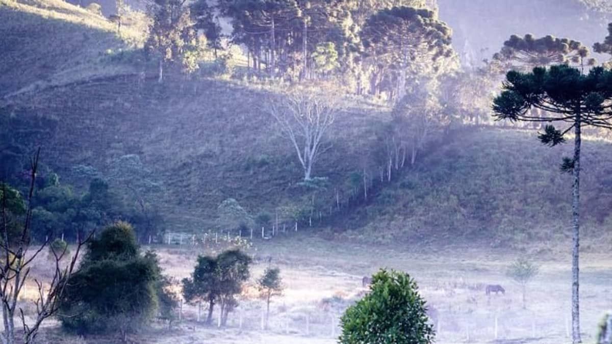 Geada pode atingir dezenas de cidades de Minas; veja quais