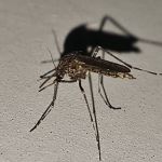 Região dos Inconfidentes ultrapassa 1400 casos de dengue