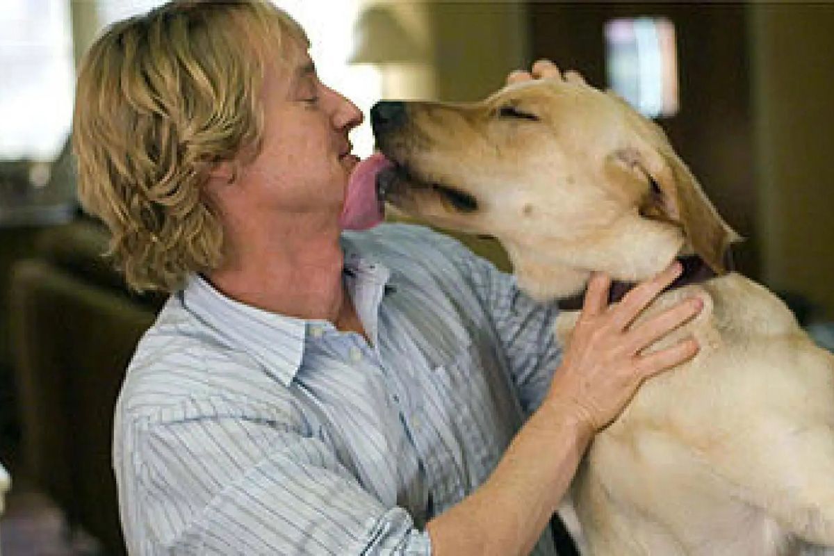 Conheça as regras para a presença de animais em gravações de filmes e séries