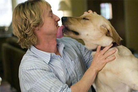 No filme Marley e Eu, de 2008, um casal aprende sobre amor, paciência e perda ao conviver com Marley, um labrador travesso que transforma suas vidas