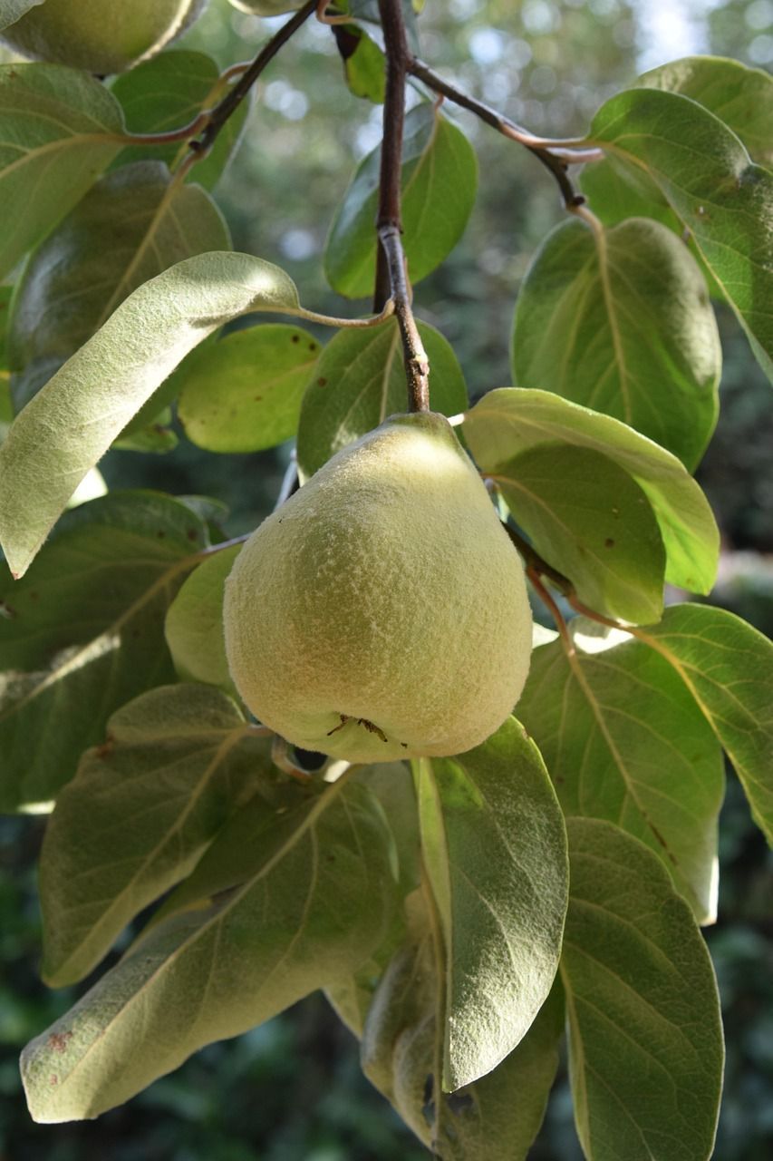 Qual é o nome do marmeleiro? Poucas pessoas sabem o seu nome
