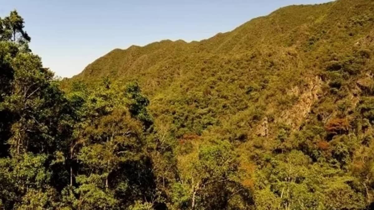 Pesquisa: um em cada 3 jovens não sabem o bioma em que vivem
