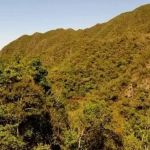 Pesquisa: um em cada 3 jovens não sabem o bioma em que vivem