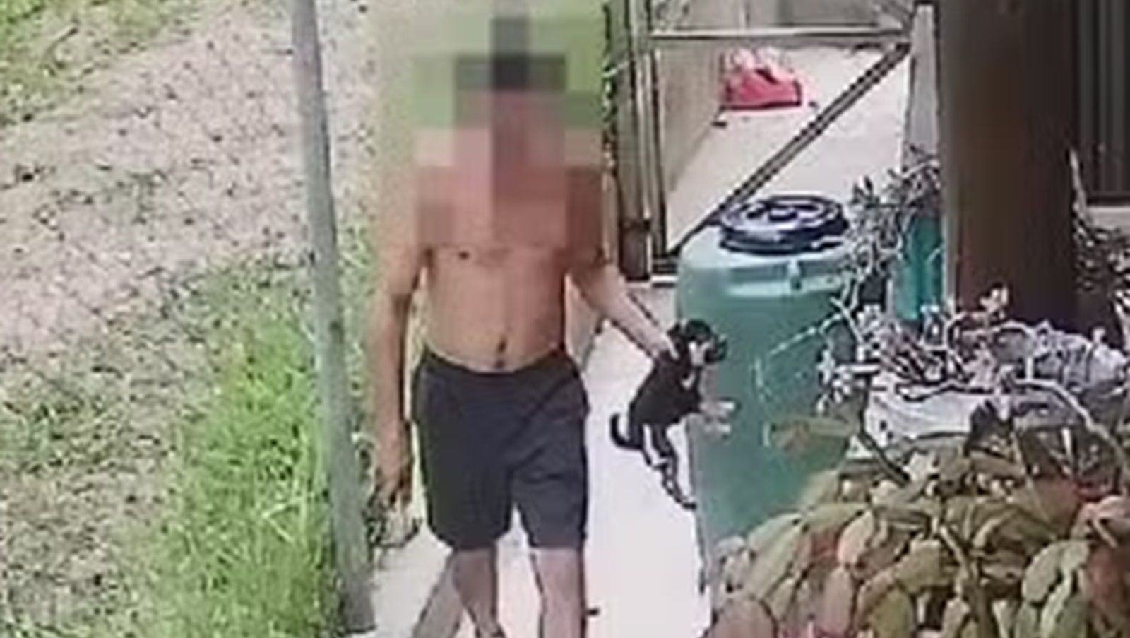 Estudante de veterinária é indiciado após matar filhotes de cachorro com marteladas