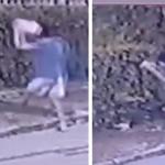 Homem que matou filhote de cachorro com tijoladas na Grande BH em janeiro é preso