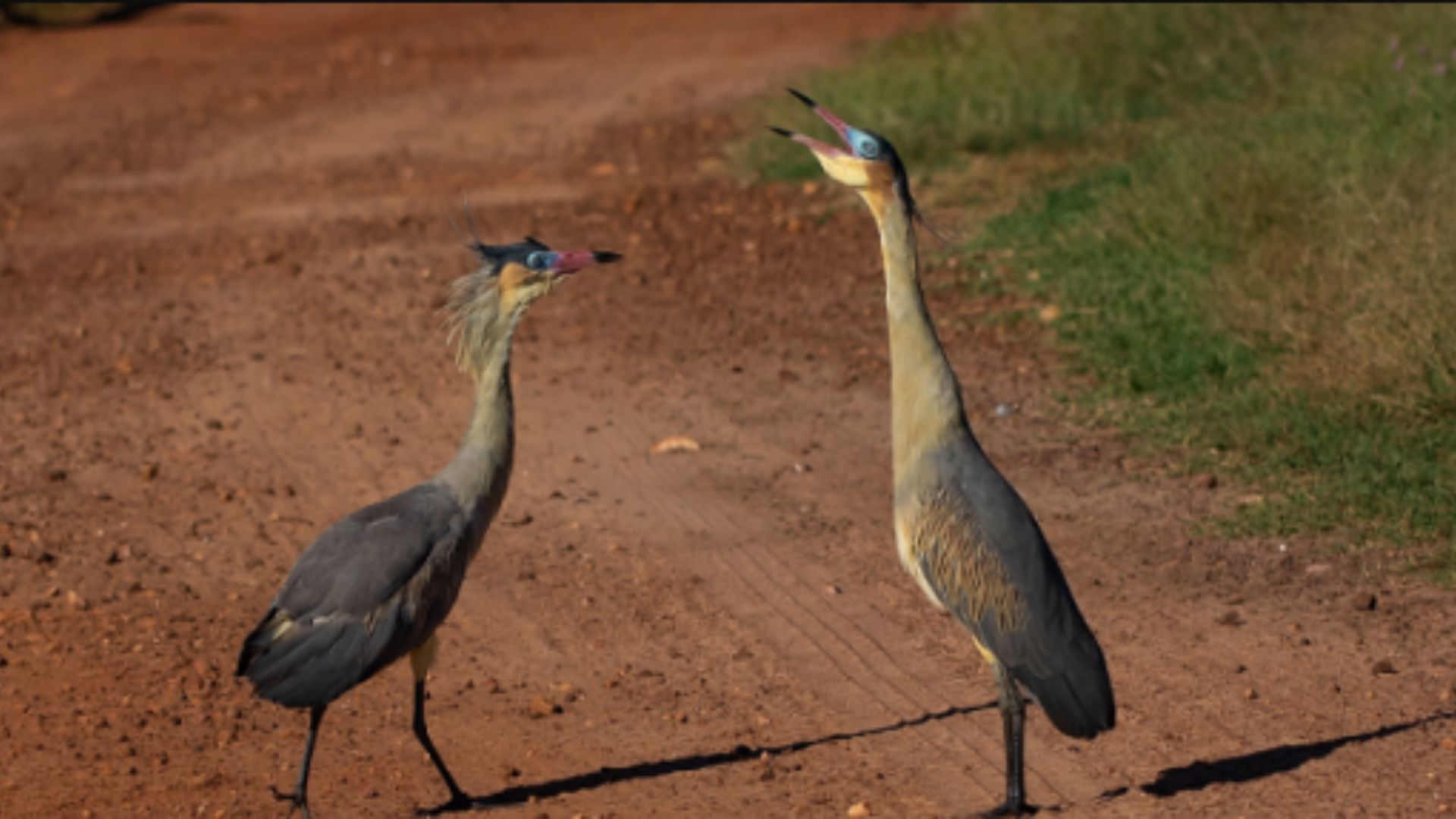 Mata Izidora, em BH, tem mais de 160 espécies de aves; confira