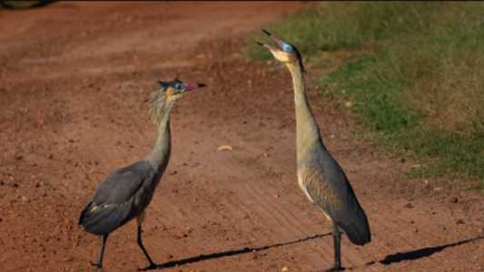Para divulgar informações sobre a mata, a Prefeitura de Belo Horizonte (PBH) lançou uma cartilha sobre a diversidade do local, considerado um refúgio para a avifauna