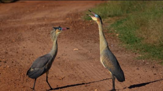 Para divulgar informações sobre a mata, a Prefeitura de Belo Horizonte (PBH) lançou uma cartilha sobre a diversidade do local, considerado um refúgio para a avifauna