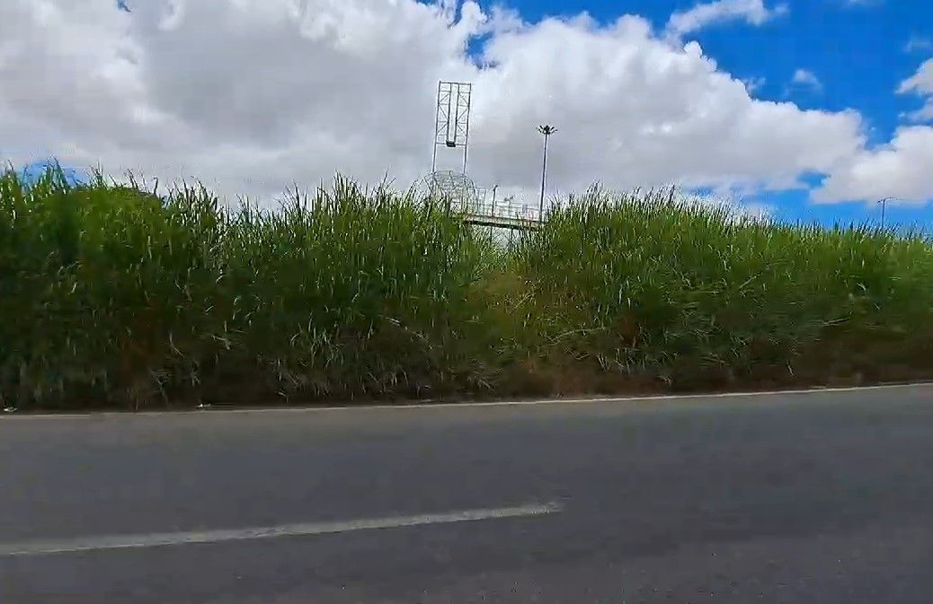 Mato alto no Anel Rodoviário de BH preocupa motoristas: 'Situação é muito complicada'