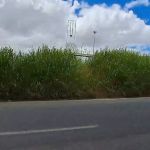 Mato alto no Anel Rodoviário de BH preocupa motoristas: 'Situação é muito complicada'