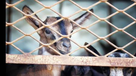 Maus tratos aos animais prejudicam a qualidade da carne e da carcaça, trazendo prejuízos financeiros aos produtores