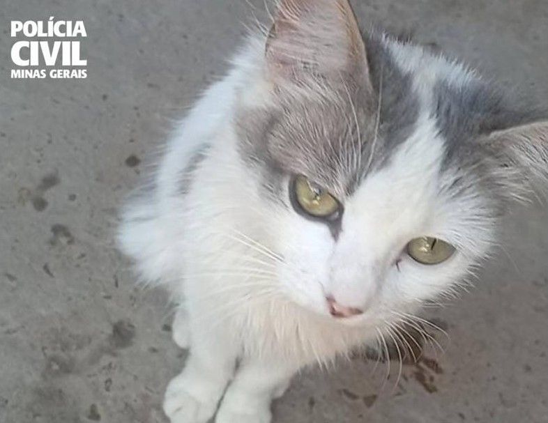 Dois homens são indiciados por maus-tratos e morte de gata em Taiobeiras, no Norte de Minas