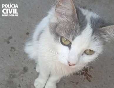 Gata espancada até a morte, estava em estado gestacional segundo a Polícia Civil
