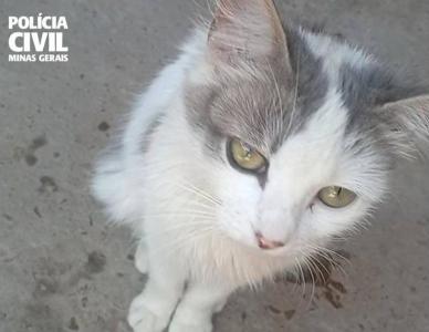 Gata espancada até a morte, estava em estado gestacional segundo a Polícia Civil