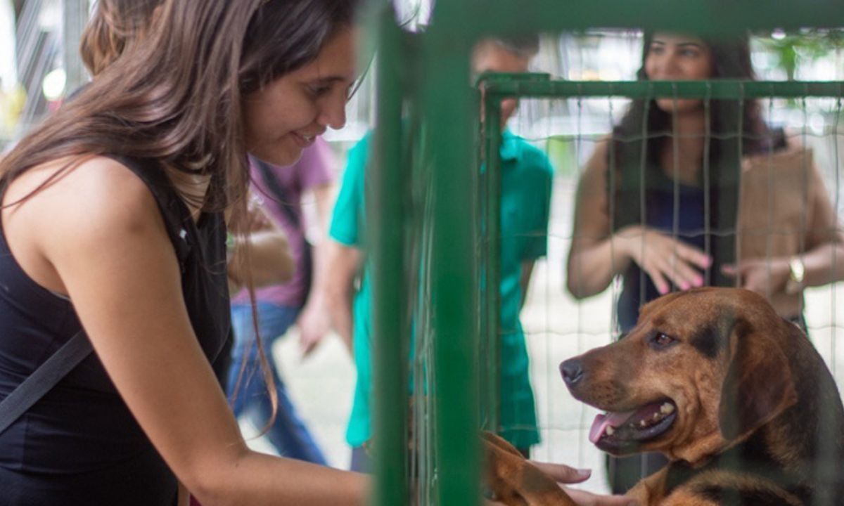 'Me adota aí': Secretaria do Bem-Estar Animal realiza evento na Praça CEU