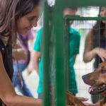 'Me adota aí': Parque Halfeld recebe evento de adoção de cães neste sábado (8)