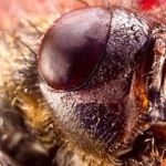 Cientistas alteram genoma das moscas-das-frutas para que sejam capazes de se reproduzirem sem machos