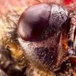 Cientistas alteram genoma das moscas-das-frutas para que sejam capazes de se reproduzirem sem machos