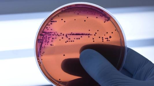 Medicamento reduz capacidade de bactérias de desenvolver resistência a antibióticos.