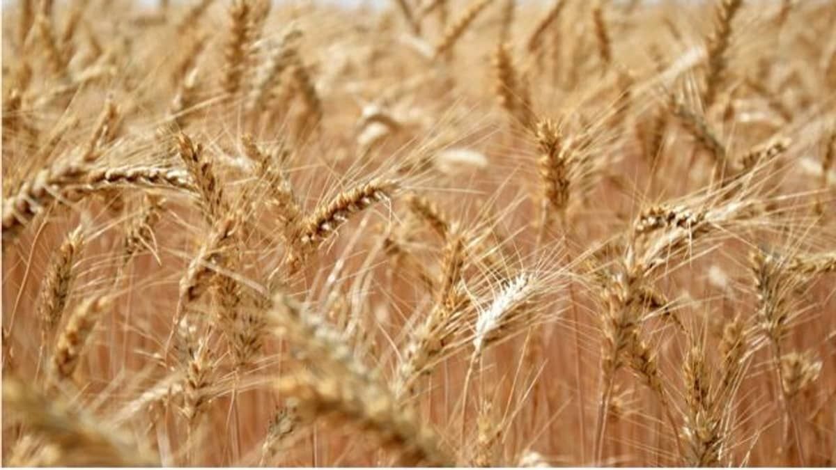 Soja e trigo, Brasil e Argentina cruzam as exportações