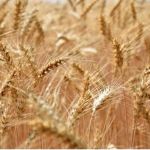 Soja e trigo, Brasil e Argentina cruzam as exportações