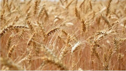 Medidas protecionistas e quebra da soberania racional dos países que produzem alimentos precisam ser avaliadas com critério