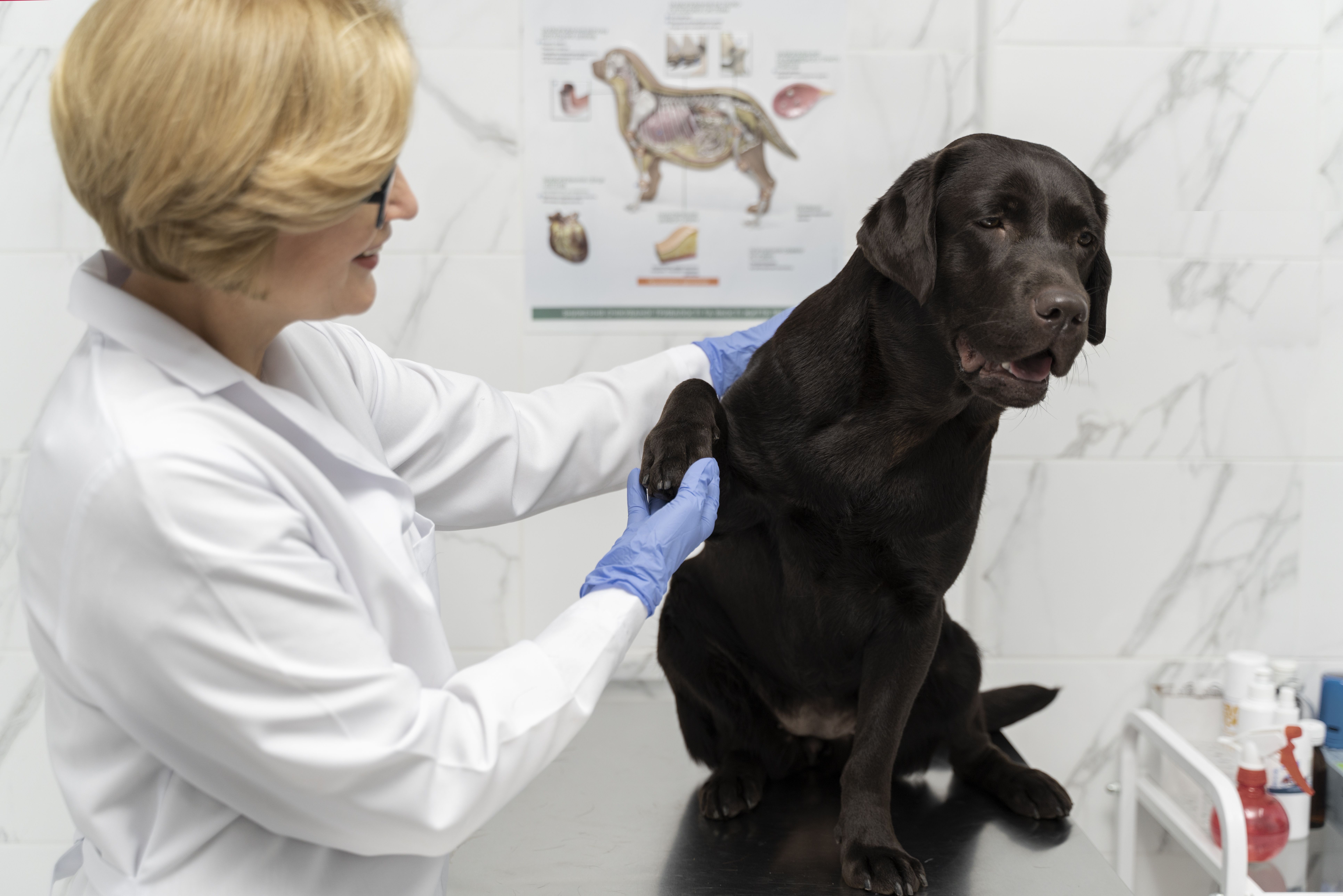 Hiperlipidemia: como tratar colesterol elevado em cães?