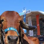 Último dia para visitar a Megaleite e o Festival do Queijo Artesanal de Minas