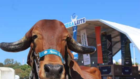 Megaleite é considerada a maior exposição de pecuária leiteira da América Latina