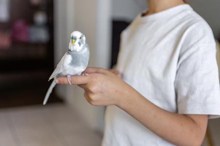 Consultar regularmente um veterinário especializado e estar atento às recomendações nutricionais são passos fundamentais para o bem-estar desses animais