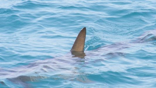 Menino estava em viagem com a família planejada há anos