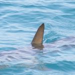 Menino de 11 anos é atacado por tubarão e tem perna dilacerada