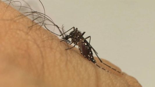 Método aumenta número de mosquitos machos, que não transmitem doenças