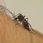 Cidade mineira usa ‘mosquitos geneticamente modificados’ para combater a dengue