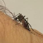 Cidade mineira usa ‘mosquitos geneticamente modificados’ para combater a dengue