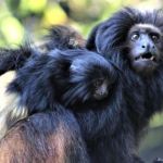 App ajuda a identificar primatas em SP e aproxima paulistas da conservação